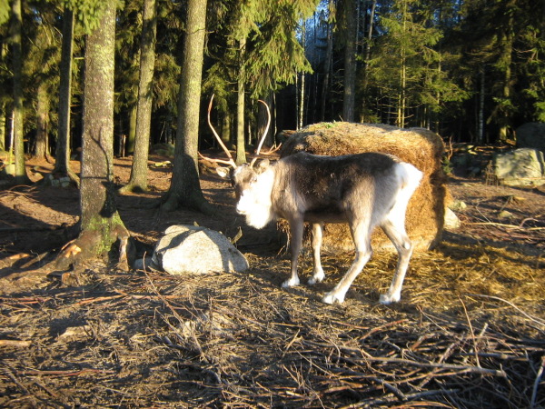 Maatilamatkailu, maatilaloma, perheloma